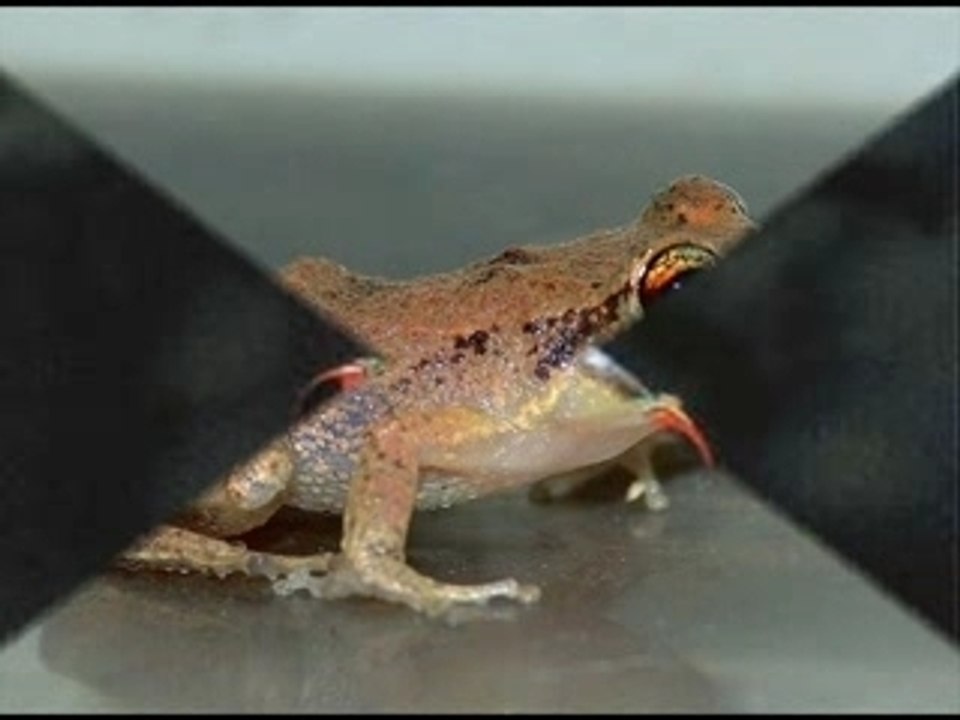 Grenouille