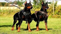 Top 10 strongest dogs in the world / Dangerous dogs  ALL TIME