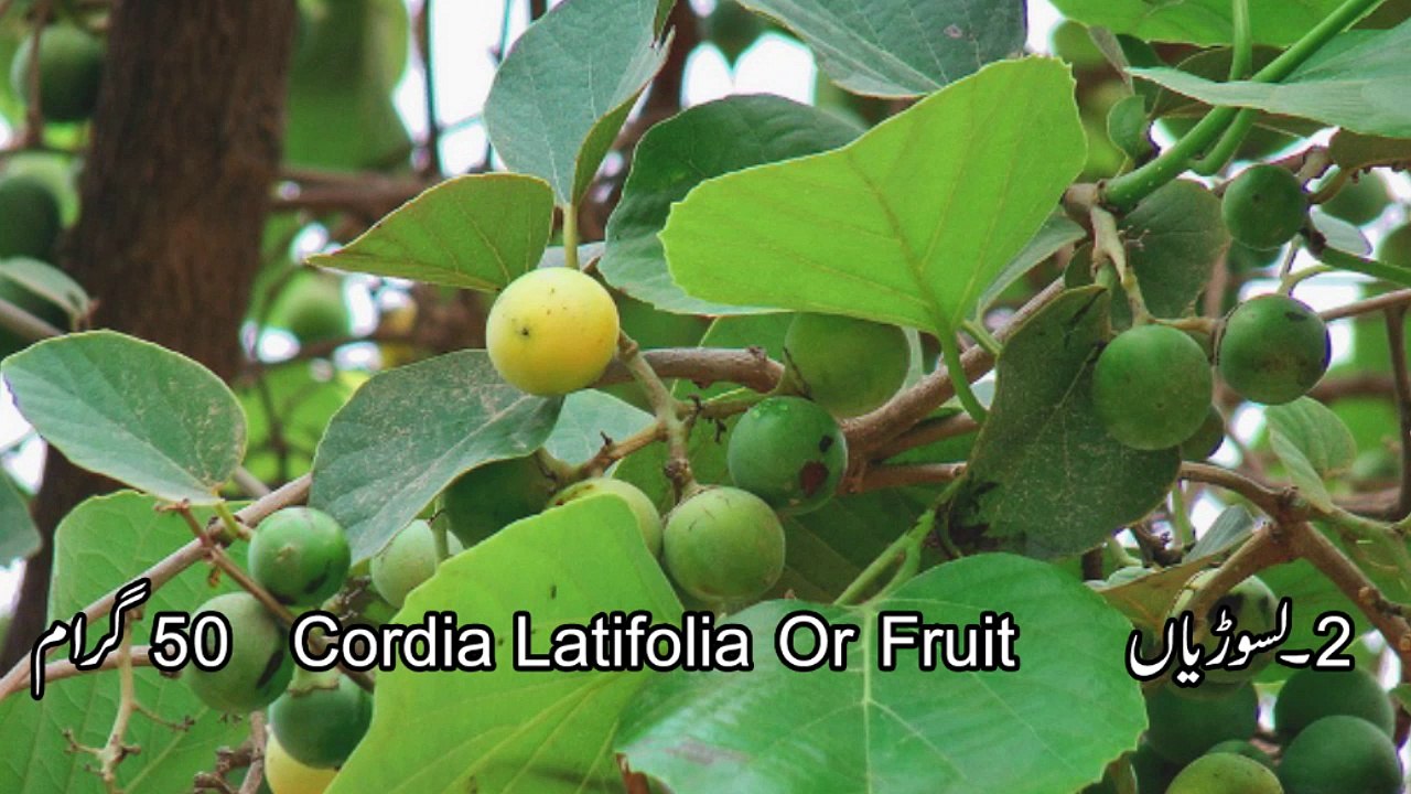 Nazla Zukam Ka Mufeed O Mosar Harbal Ilaj Dr.na Mazhar (Dr of alternative medicine)