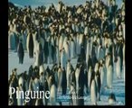 Pinguine Antarktis Wildlife Animals Tiere SelMcKenzie Selzer-McKenzie