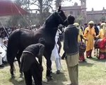 Horse Dance _ Funny Clip?syndication=228326