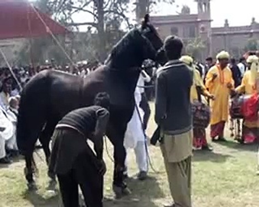 Horse Dance _ Funny Clip?syndication=228326