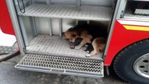INSTINTO DE PROTECCION ANIMAL. Perro salva a 5 cachorros en un incendio