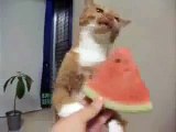 Hungry Cat funny video clips,fuuny?syndication=228326