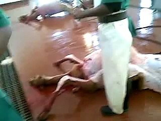 camel head cut in madam-sharjah