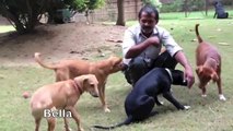 Indian Street Dogs rescued from the streets of Delhi October 2014