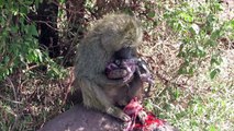 Baboon and her baby after giving birth - Lake Manyara (Tanzania)