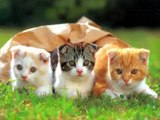 Video Top Cute Kittens  2015 - Cute Kittens Funny: Best Compilation The Most BeautifulPets ! ?