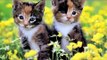 Cute Kittens Happy 2015 - Cute Kittens Video Clip: Best Compilation The Most Beautiful Pets ! ?