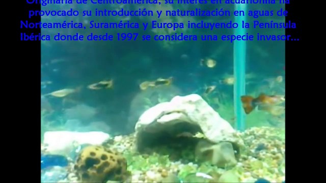 PECES GUPPYS - DOCUMENTAL - INFORMACIÓN