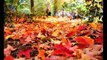 Pictures of Autumn Fall Foliage- Foto Di Panorami d'Autunno