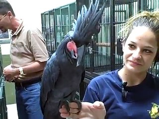 Black Palm Cockatoo