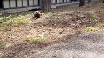 Groundhogs at York University, Toronto, Canada