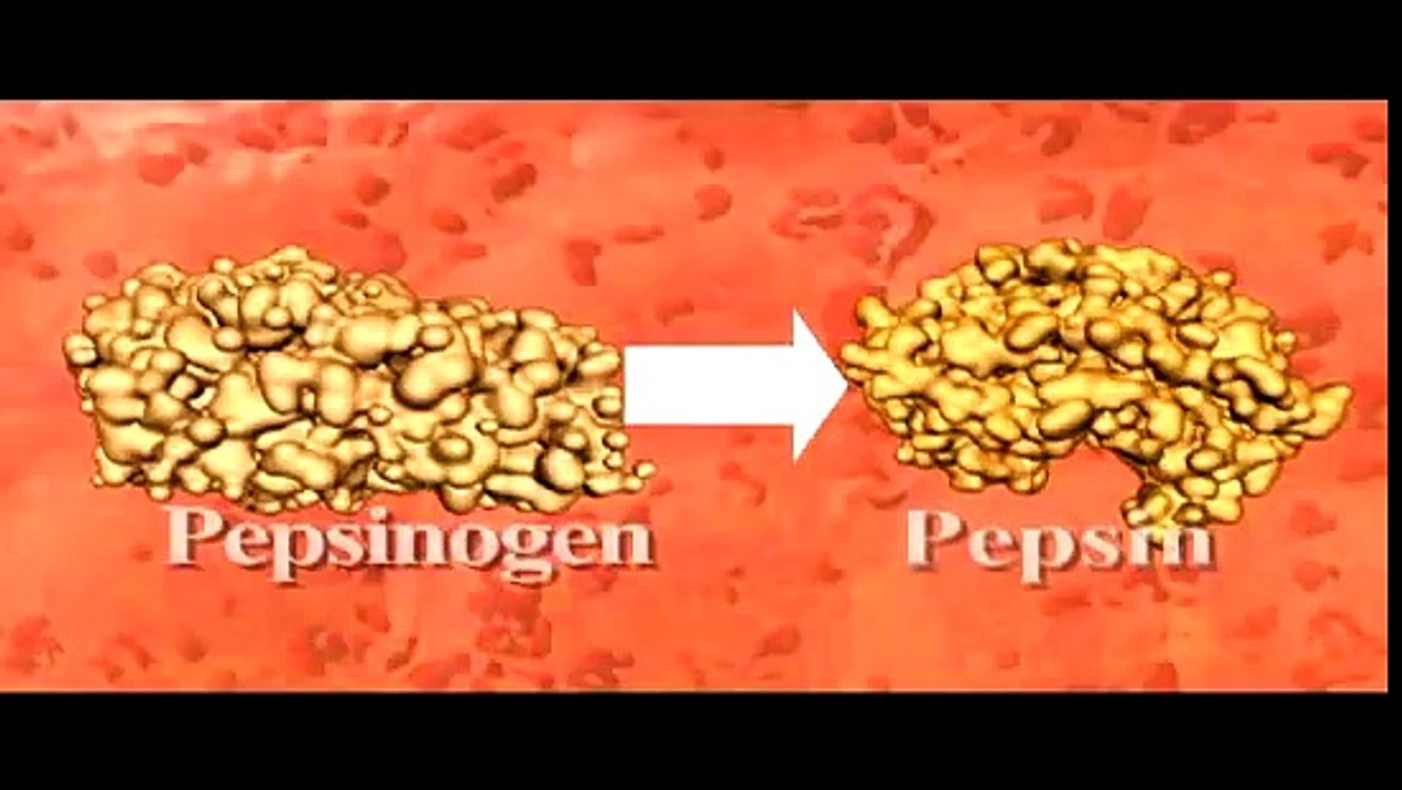 Stomach Digestion