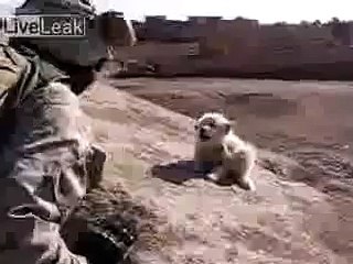 미군이 이라크에서 학대 강아지!