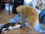Cat & Dog: Lets be friends