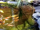 Step by Step Pond Building - Koi Pond in Garden with a Waterfall London 2010