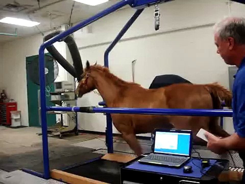 Horse Running on Treadmill