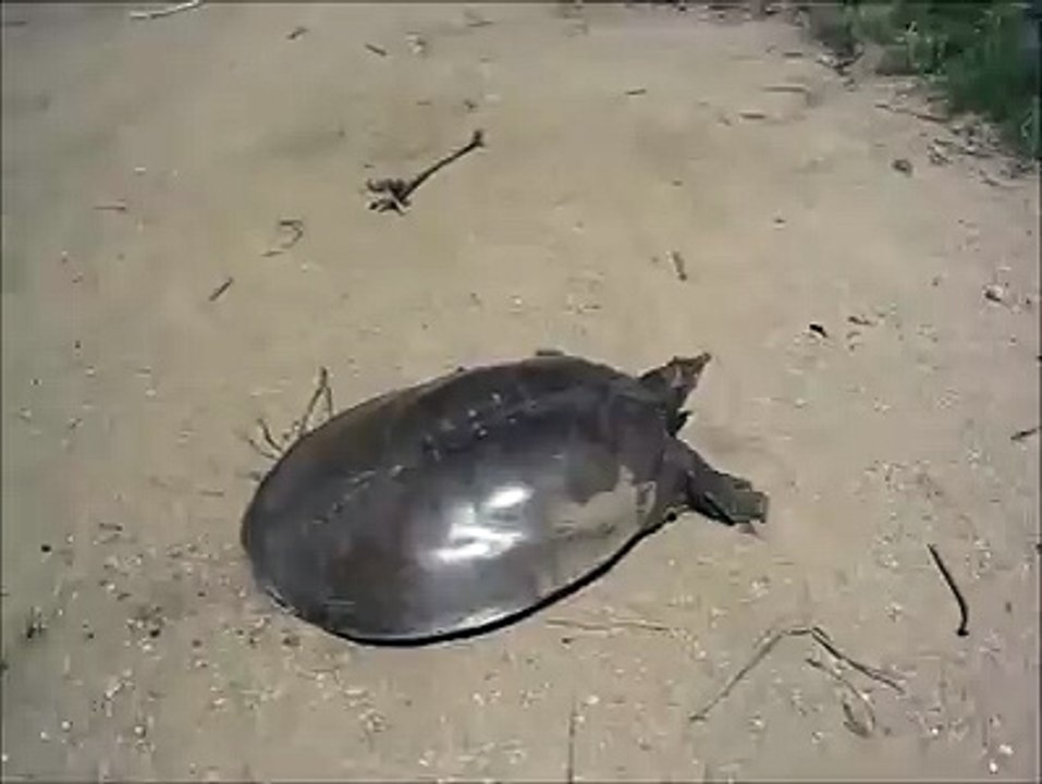 super tortue