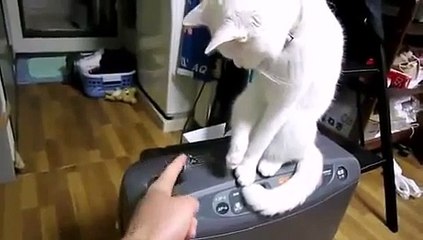 cat hurries open lids