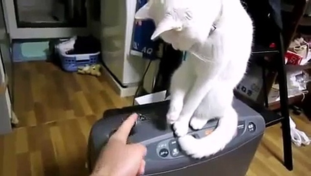 cat hurries open lids