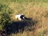 Chasse landes setters pointer