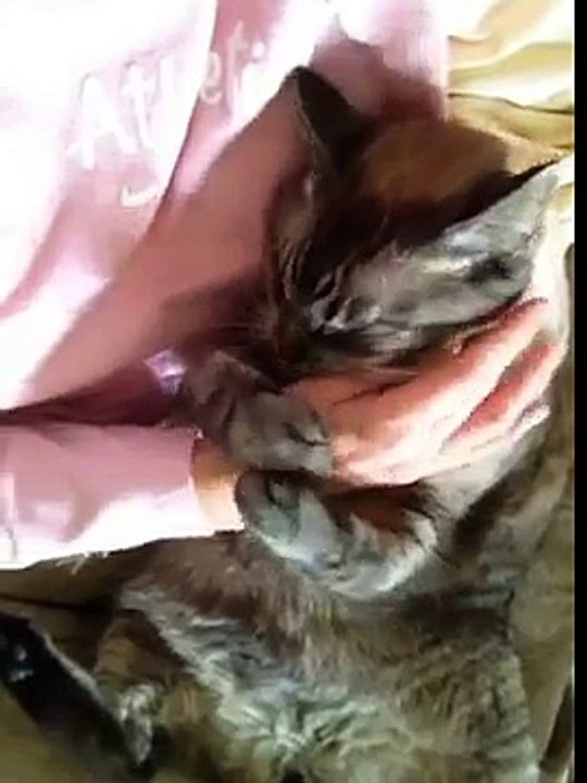 cat wants caresses