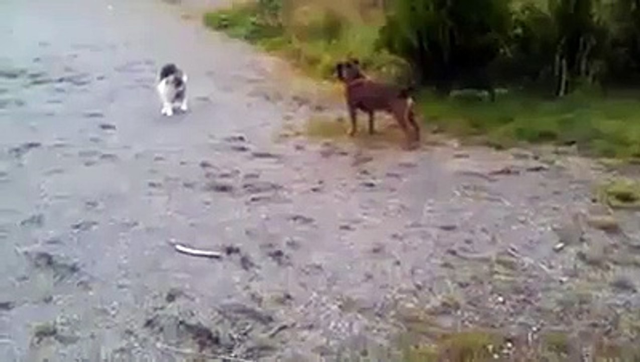 cat fear dog