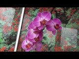 Орхидеи. Основные принципы правильного ухода