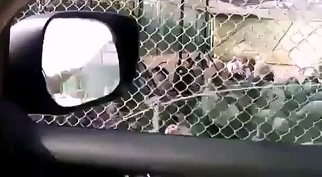 laughter turkeys