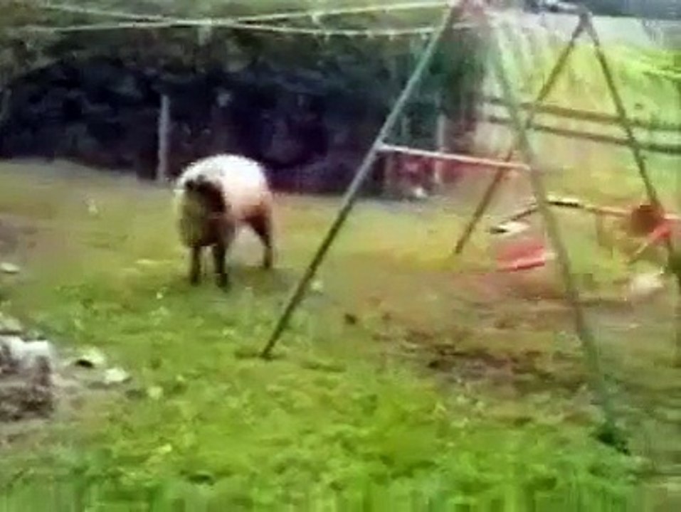 sheep swing