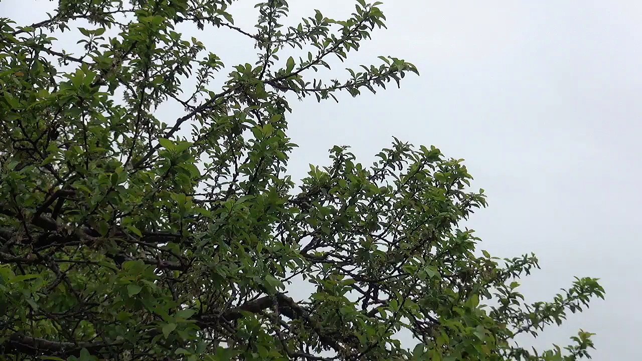 Test für Livestream 720p - 1.6MBit (REPLAY) - 3.5. 10:48 - 0:04