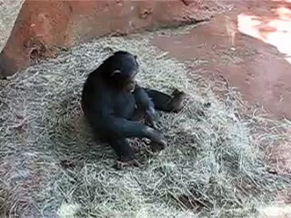 Chimp & Frog