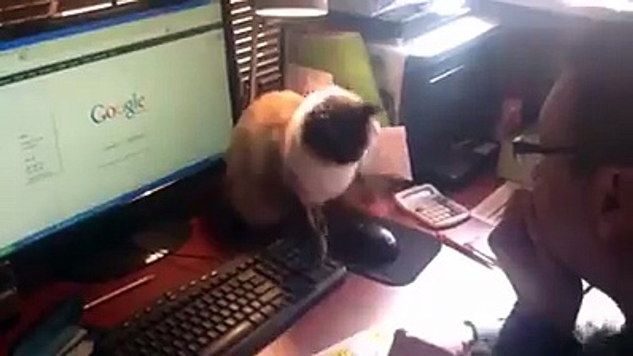 Quand mon chat ne veut pas que je touche la souris