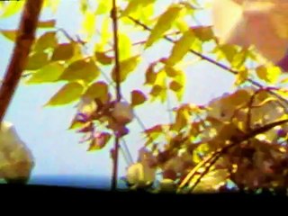 Nick Cave & The Bad Seeds - Nature Boy