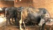 Indian buffalo empties its bowels