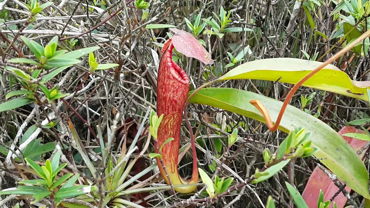 ផ្កាបំពង់ក្រឡោម- Bompong Krolorm flower