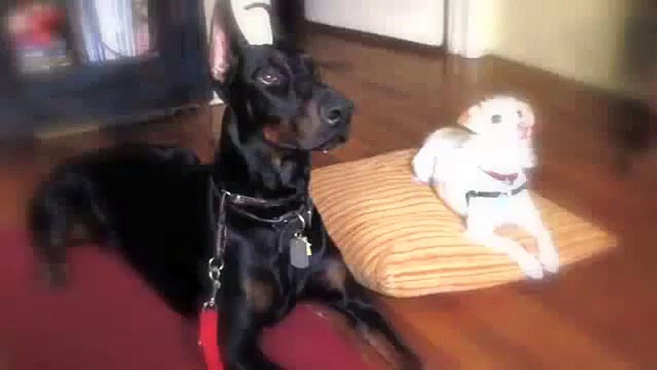 Doberman Pinscher Training Obedience video Dailymotion