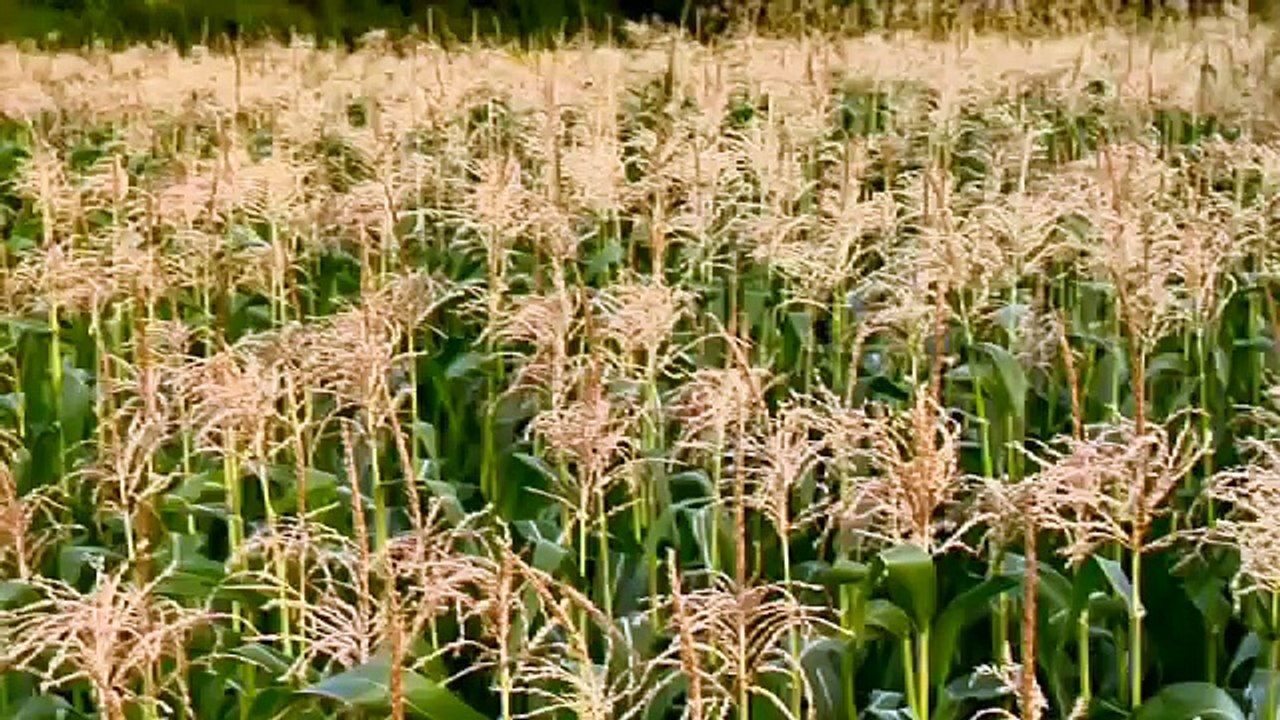 FUTURESTATES | Seed | ITVS