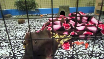 New Animal Room Tour & Updates