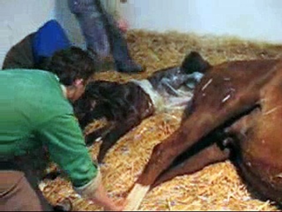 Foaling, tay doğumu
