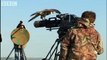 Flying with the fastest birds on the planet: Peregrine Falcon & Goshawk - Animal Camera - BBC