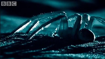 First ever sighting of a White Lady Spider - Animal Camera - BBC