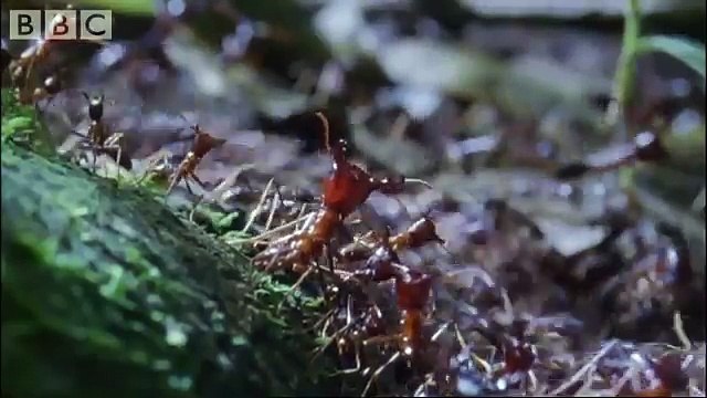 Ants Vs Crabs - a surprising winner! - Ant Attack - BBC wildlife