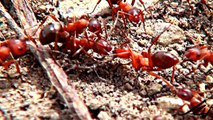 War of the Other Worlds - Ants vs Everything