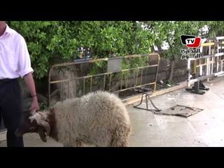 القضاة يحتفلون بعودة عبد المجيد محمود بذبح «خروف»