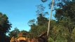 Death in the Highlands - Vietnam implements deforestation and illegal logging
