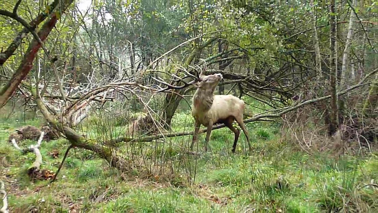 Le Brame du cerf Blanc
