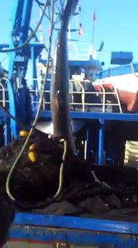 عاجل إصطياد سمكة قرش بميناء قلبية في غرة ماي