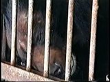 「中国のクマ牧場 ～胆汁を搾り取られるクマたち～」サンプル動画